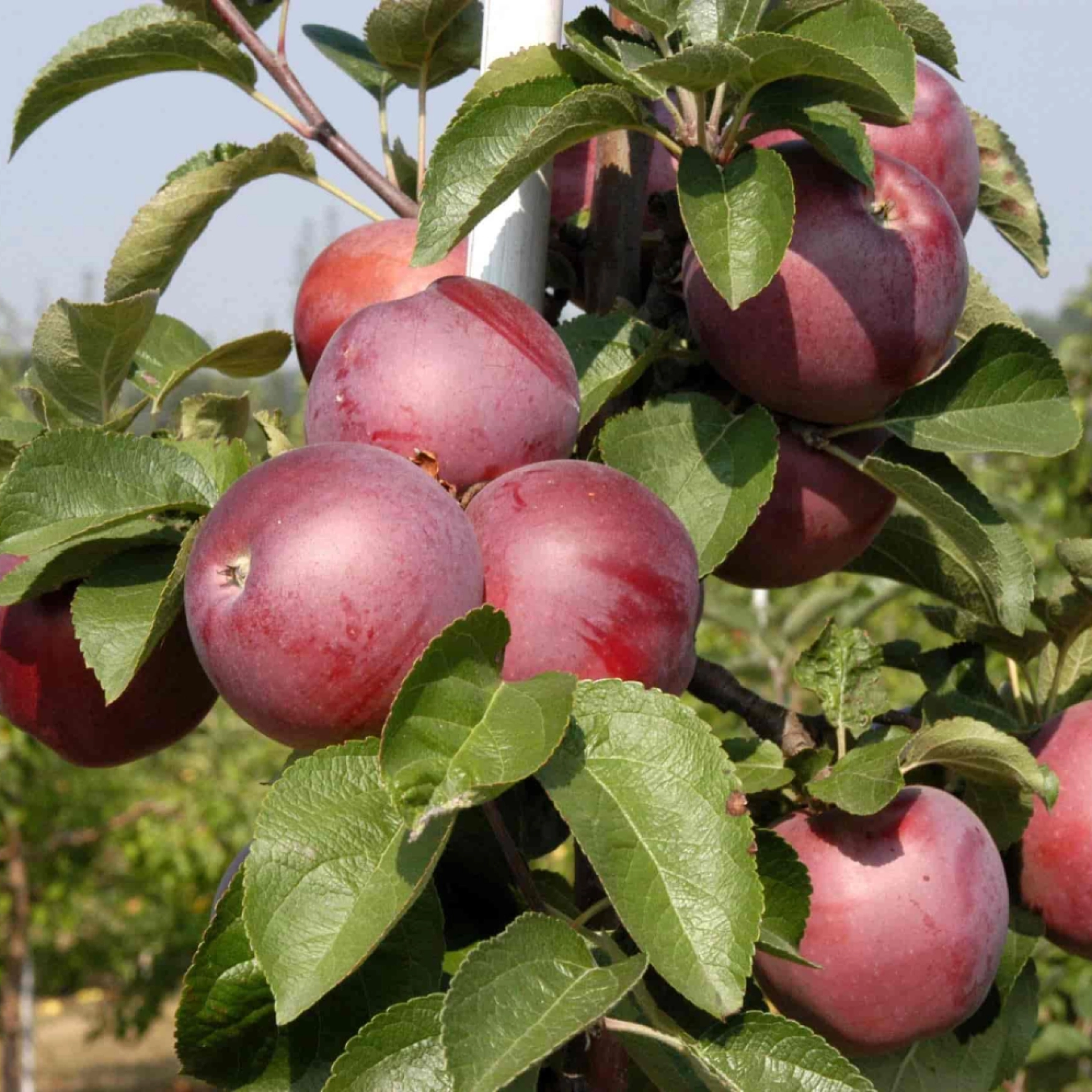 Обзор высокоурожайного сорта яблонь спартан