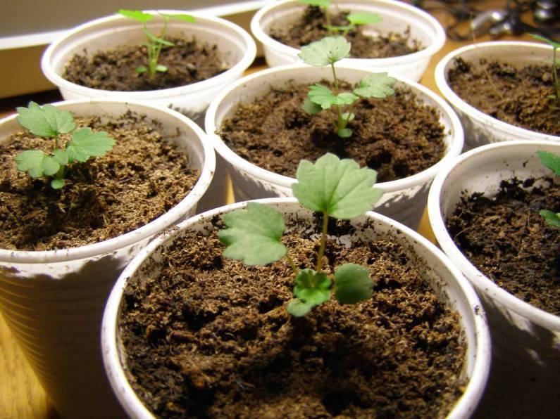 Можно ли платикодон выращивать как комнатное растение