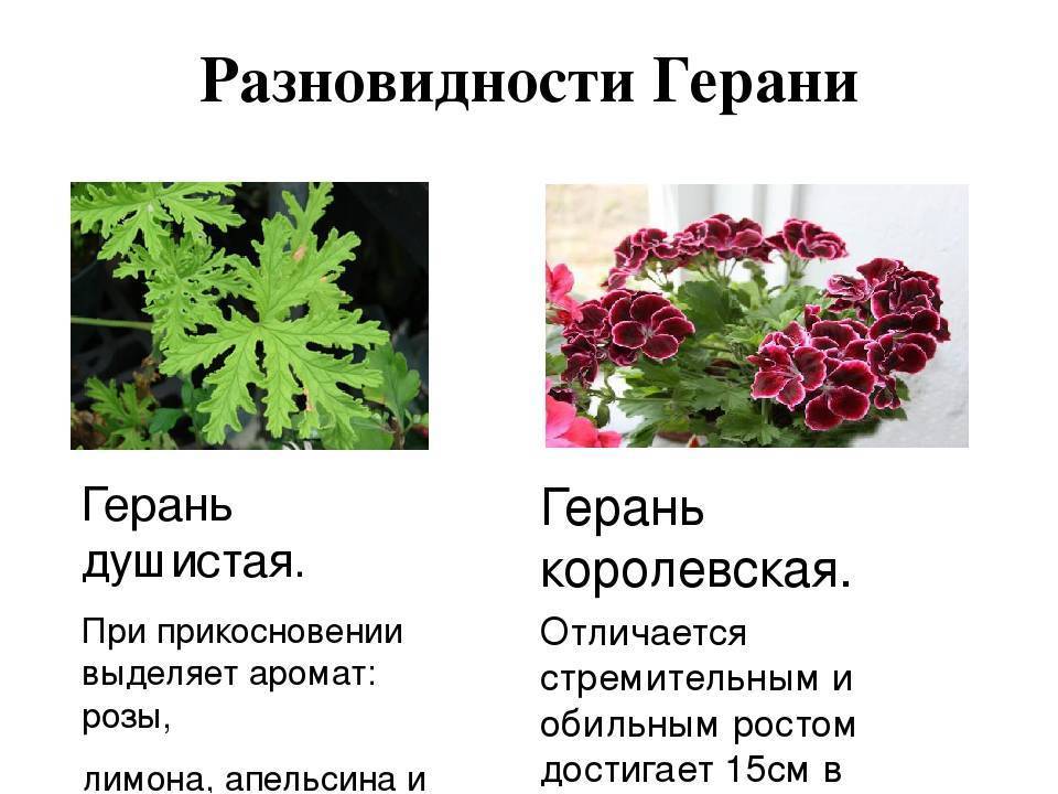 Герань и пеларгония отличия фото и описание