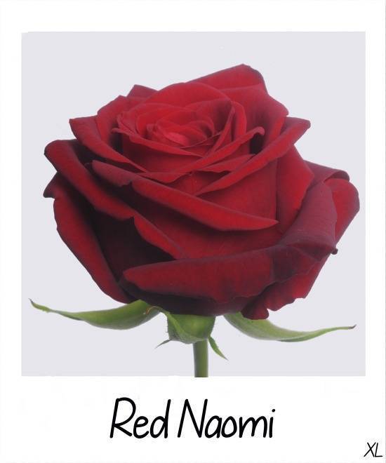Чайно-гибридная роза red naomi (ред наоми): фото и описание, отзывы