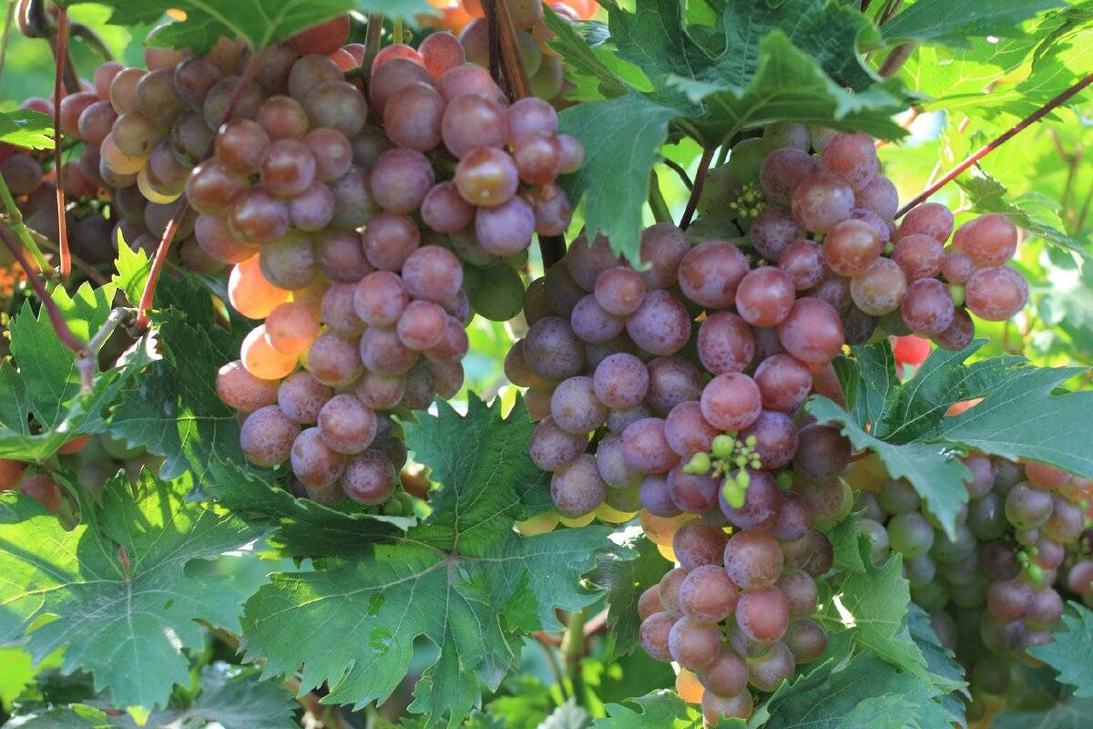 Выращивание Кинельского винограда