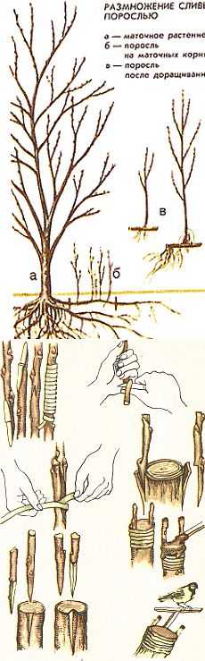 3 способа размножить сливу - черенками, корневой порослью, отводками