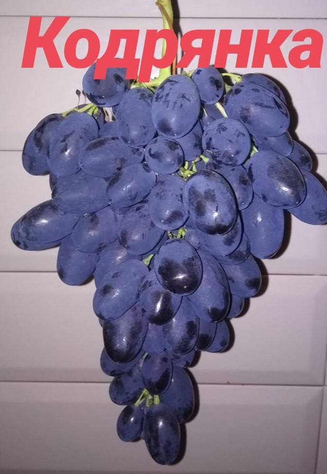 Виноград кодрянка: посадка и уход за сортом в открытом грунте