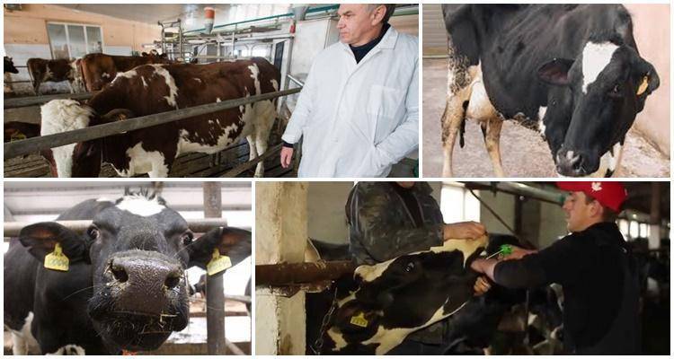 Атония, гипотония преджелудков у коров - болезни коров