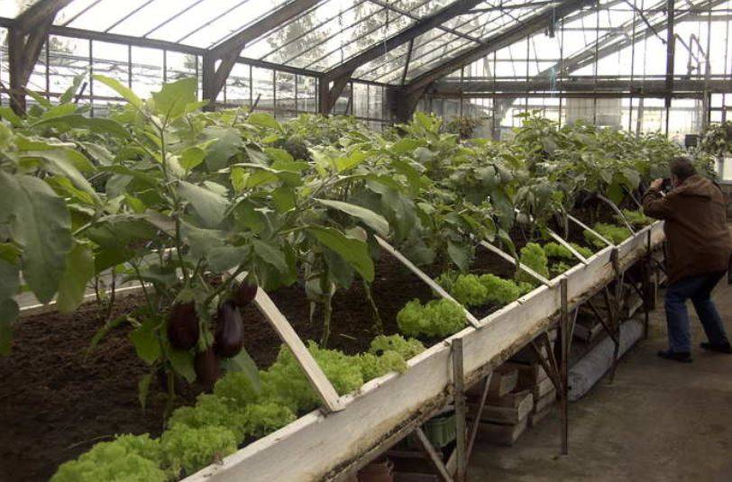 Как поливать баклажаны - особенности орошения овощных культур