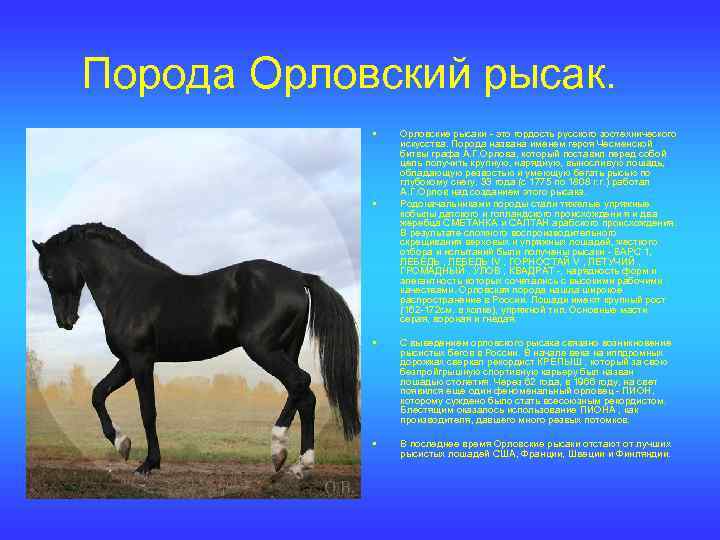 Рассмотрите фотографию лошади породы эксмурский пони выберите характеристики