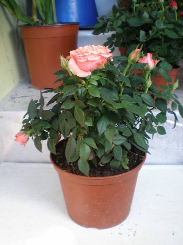 Выращивание и уход за комнатной розой в домашних условиях