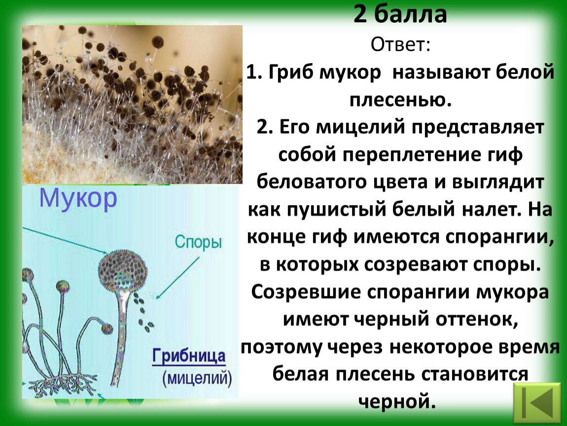 Мицелий плесневых грибов рода пеницилл и мукор, дрожжеподобная инфекция на коже и в мазке, симбиоз с растениями