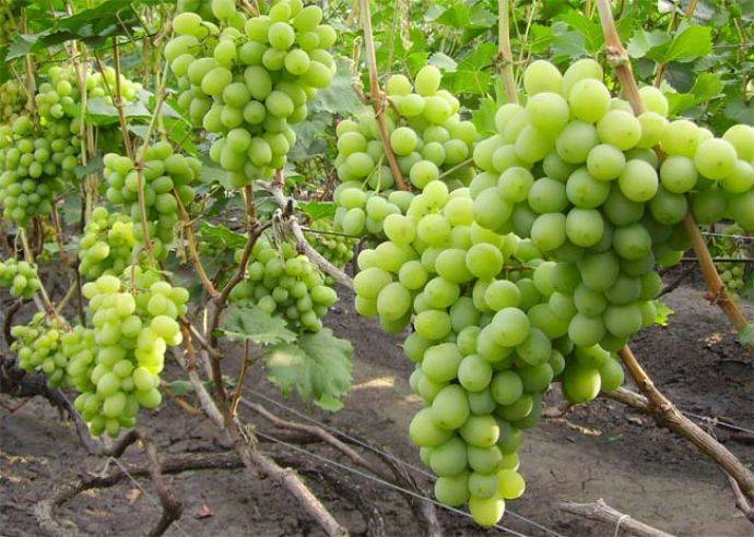 Виноград новый подарок запорожью: описание сорта и фото, его характеристики и особенности