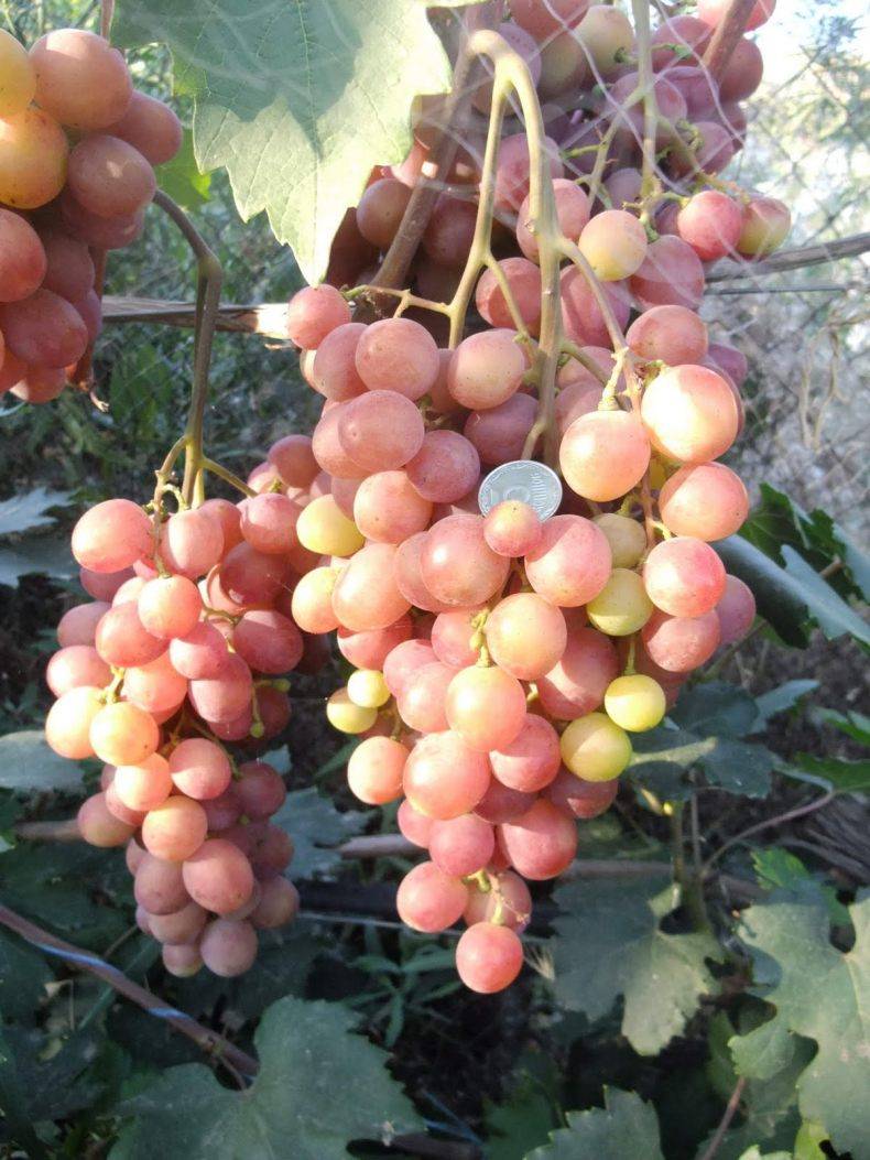 Виноград гурман: описание сорта