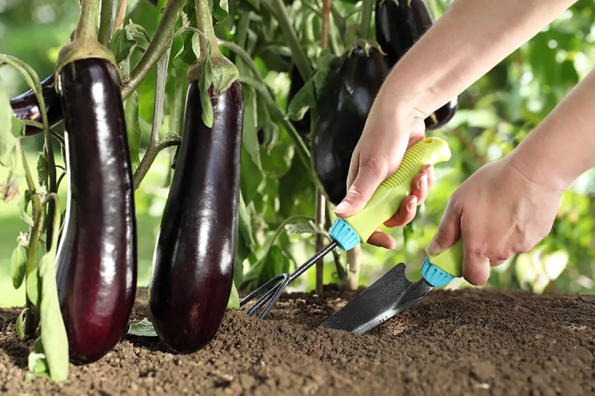 Правила выращивания баклажанов в теплице и открытом грунте: секреты получения высокого урожая