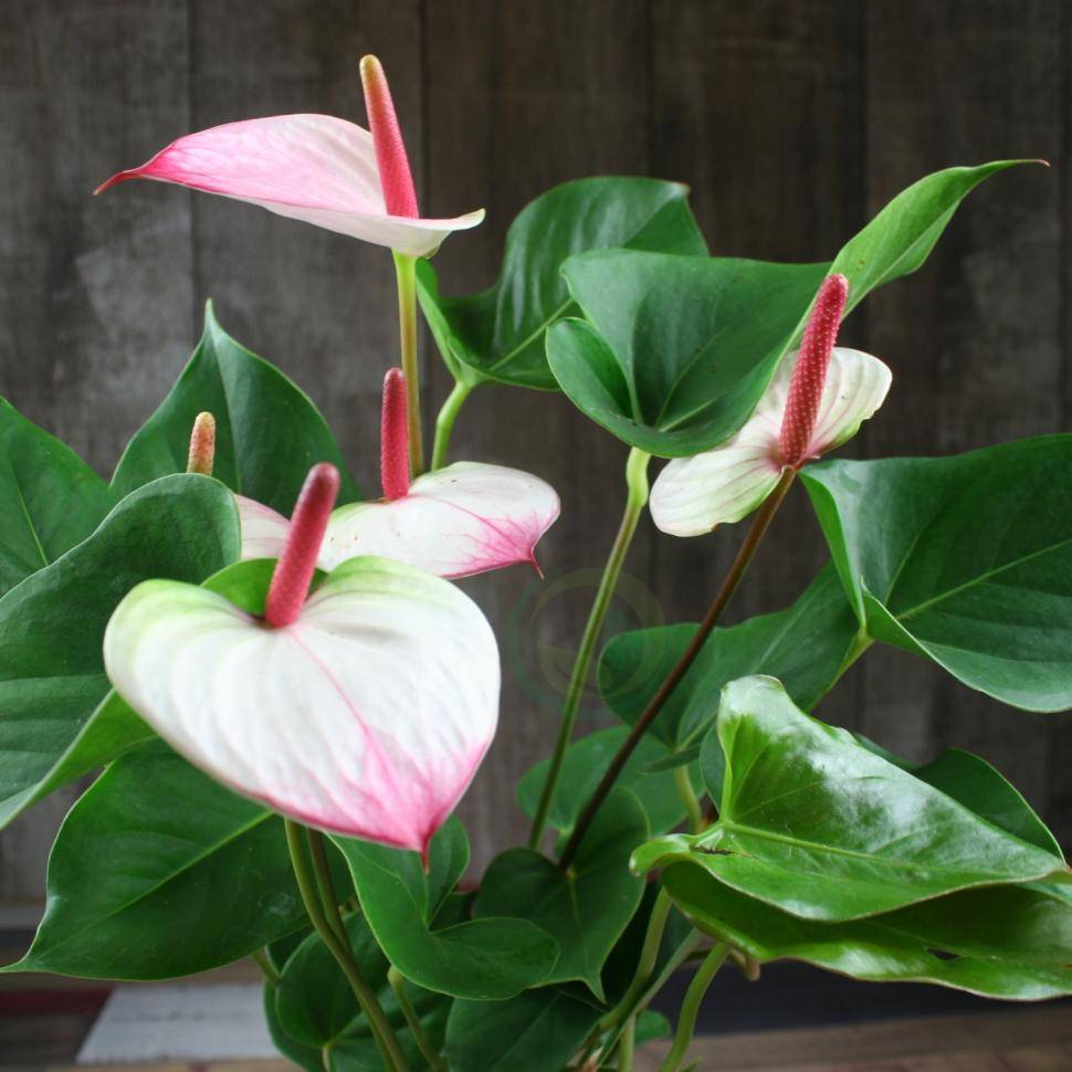 Цветок мужское счастье – антуриум или цветок фламинго. уход в домашних условиях, условия для цветения. болезни растения
