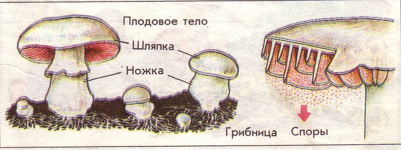 Строение гриба рисунок 7 класс