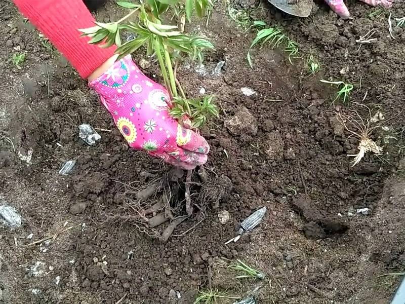 Как правильно посадить пионы весной и осенью в открытый грунт
