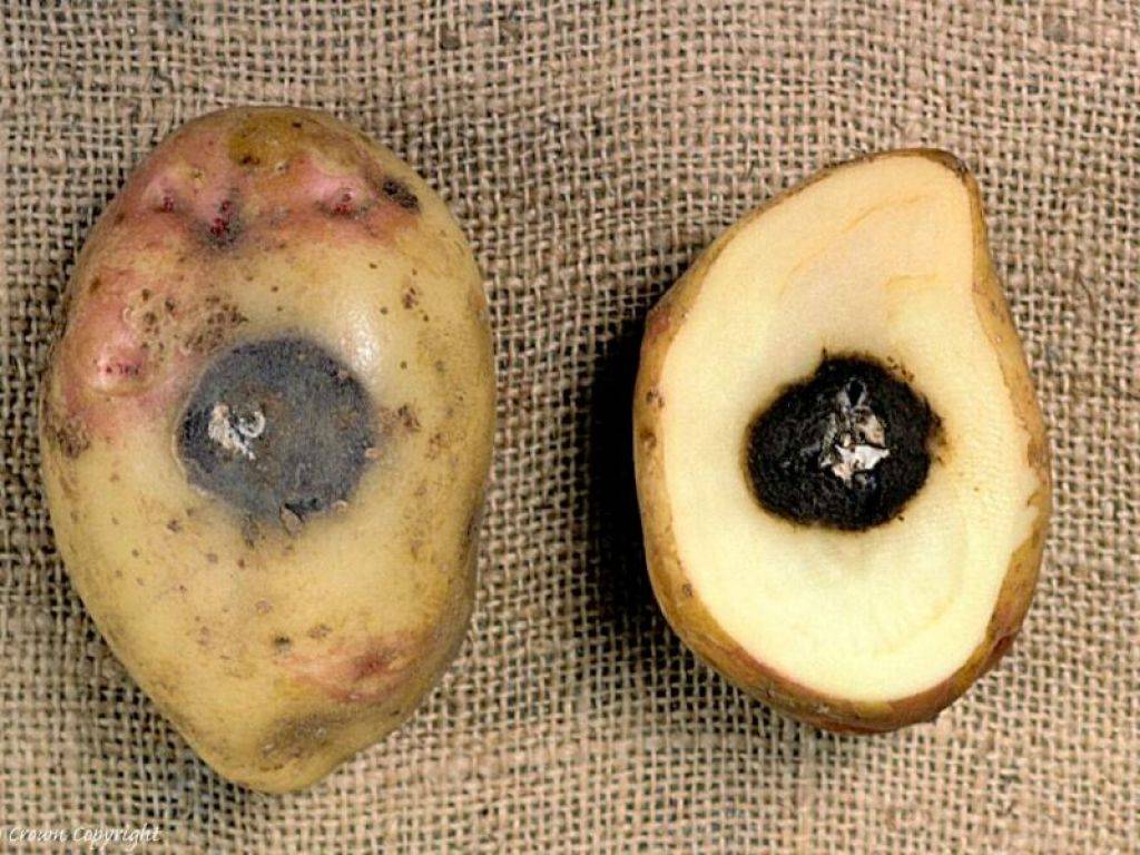 Болезни картофеля: фото описание и лечение
