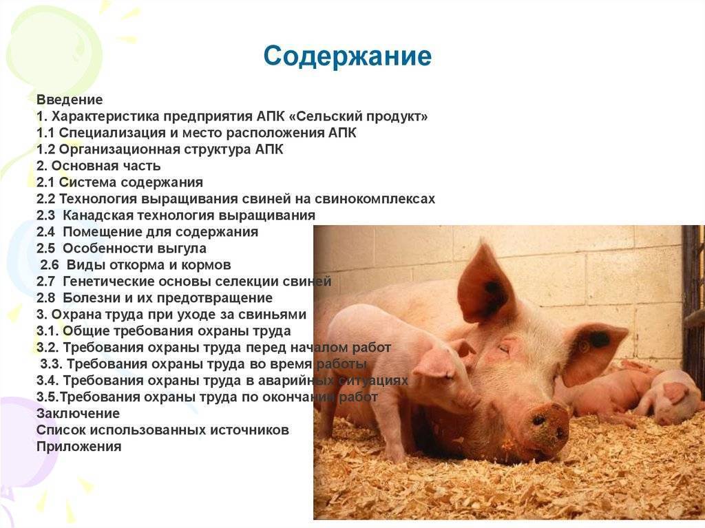 Технологические параметры содержания свиней