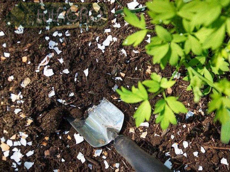 Яичная скорлупа — ваш незаменимый помощник на даче. удобрение. раскислитель почвы. способы использования. фото — ботаничка