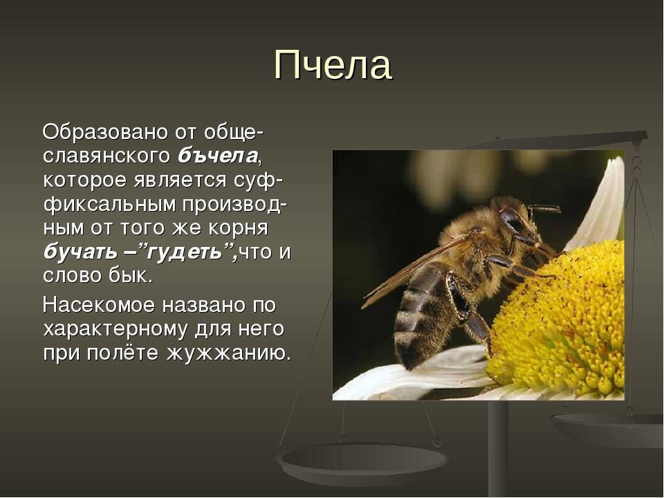 Самые интересные факты о пчёлах, осах и шмелях
