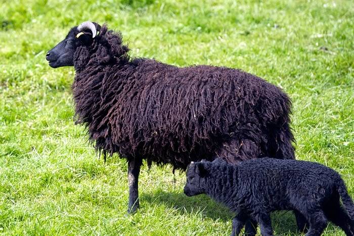 ᐉ кавказская и северокавказская породы овец: описание и характеристики - zooon.ru