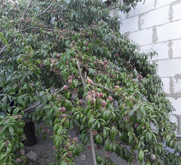 Основные правила утепления персикового дерева на зиму