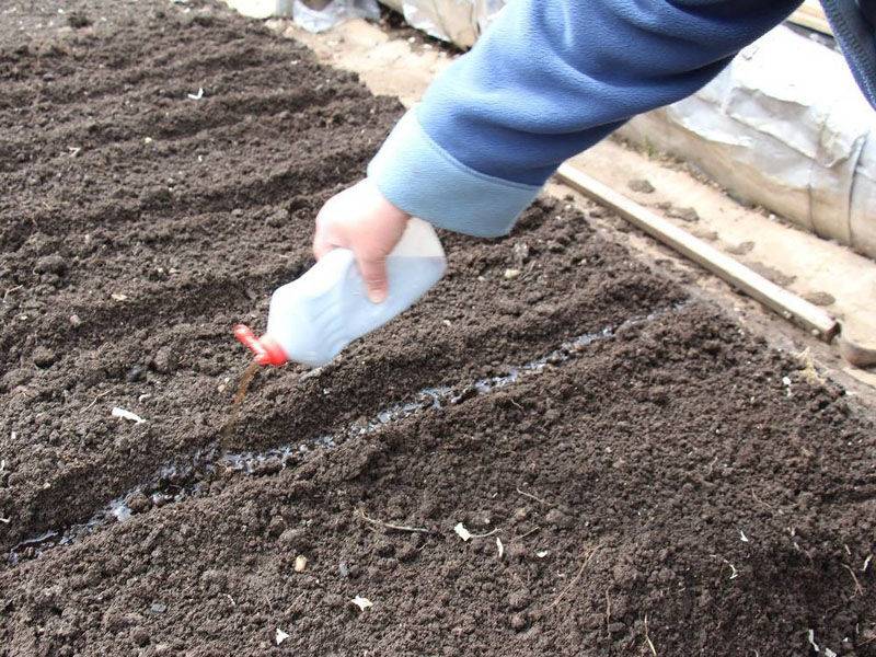 Когда и как сажать морковь весной 2023 года семенами в открытый грунт: сроки и правила посева