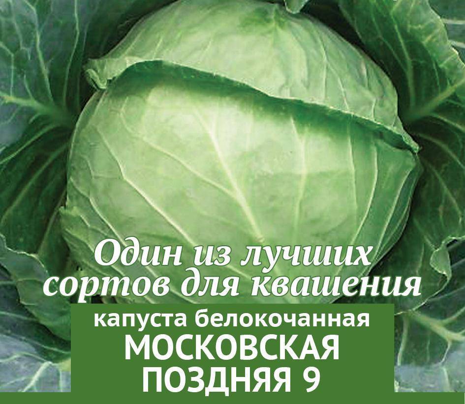 Капуста московская поздняя 15: описание, урожайность сорта, фото