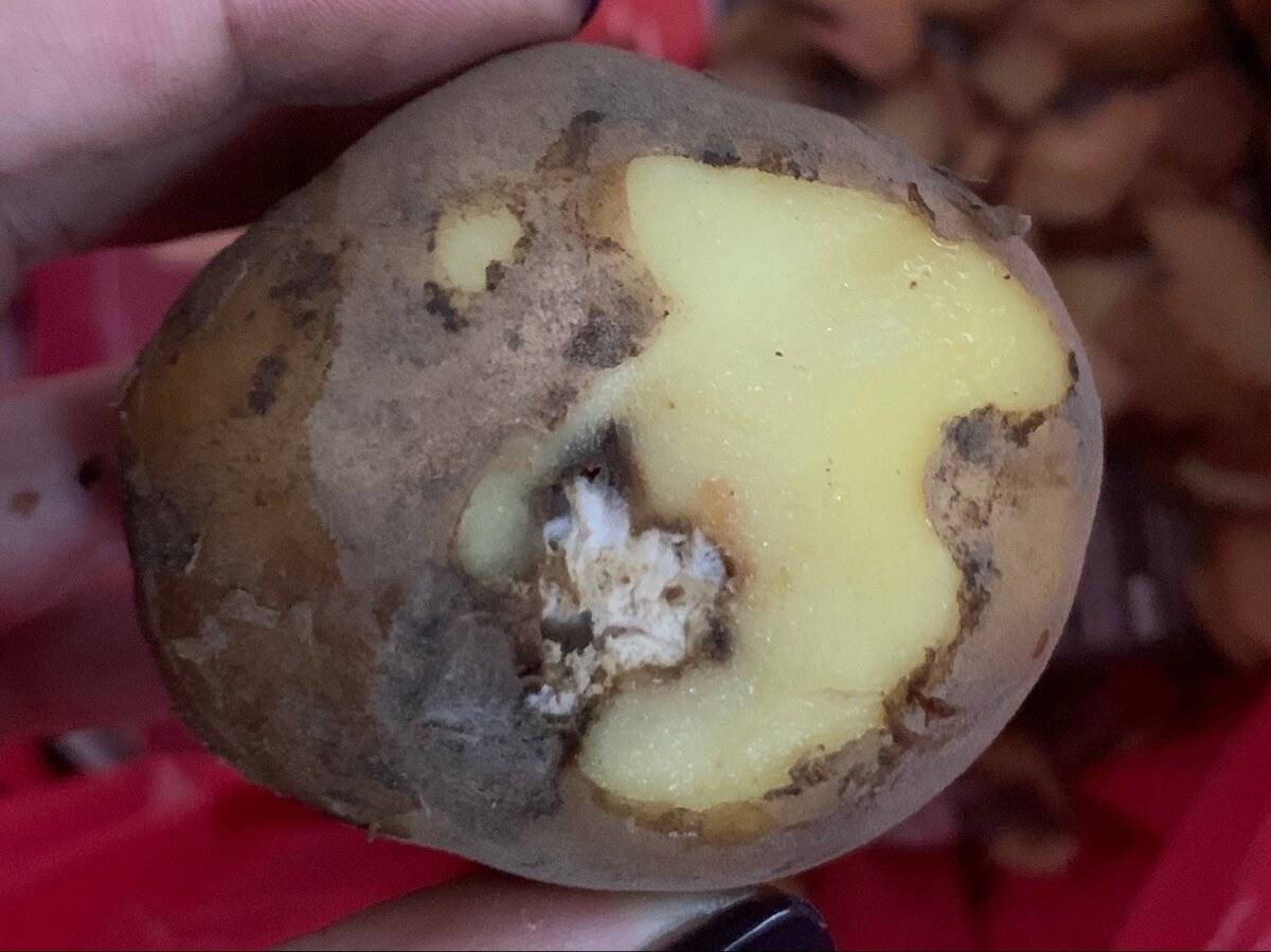 Раковые болезни картофеля