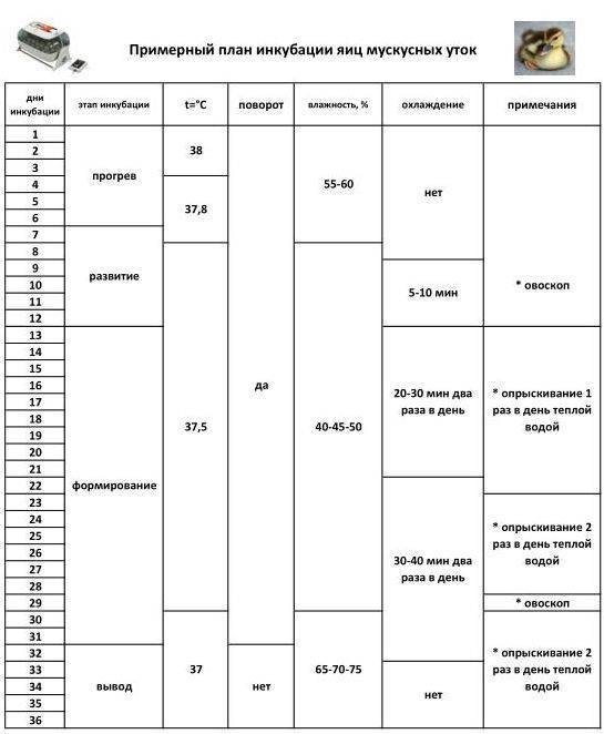 Схема инкубации цыплят