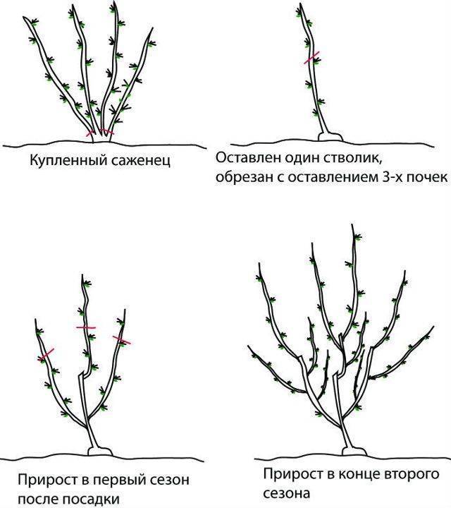 Обрезка крыжовника схема