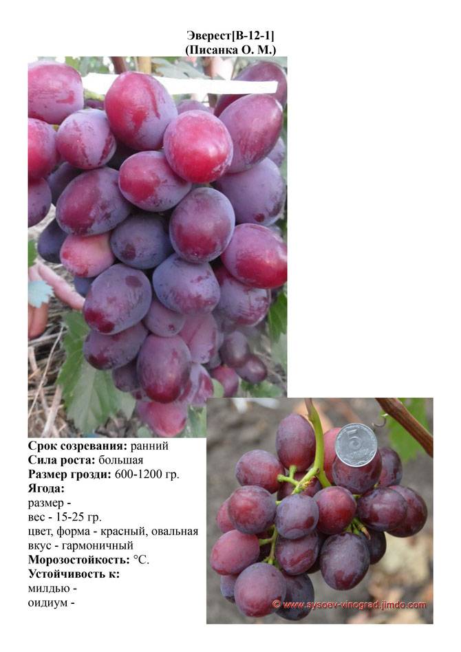 Спонсор виноград описание и фото