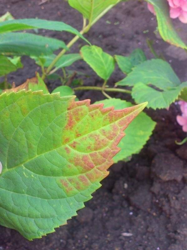Лечение хлороза винограда: обработка листьев — методы борьбы и советы от лигногумат | москва