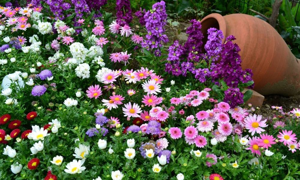 Цветы для клумбы цветущие всё лето: фото и название