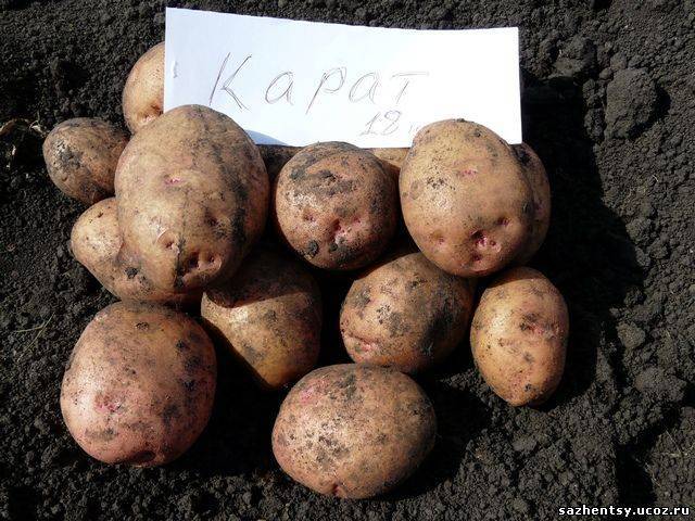 Описание сорта картофеля агата