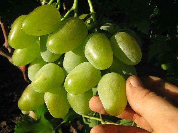 Всё о сорте винограда «монарх» от особенностей выращивания до фото и отзывов о нём