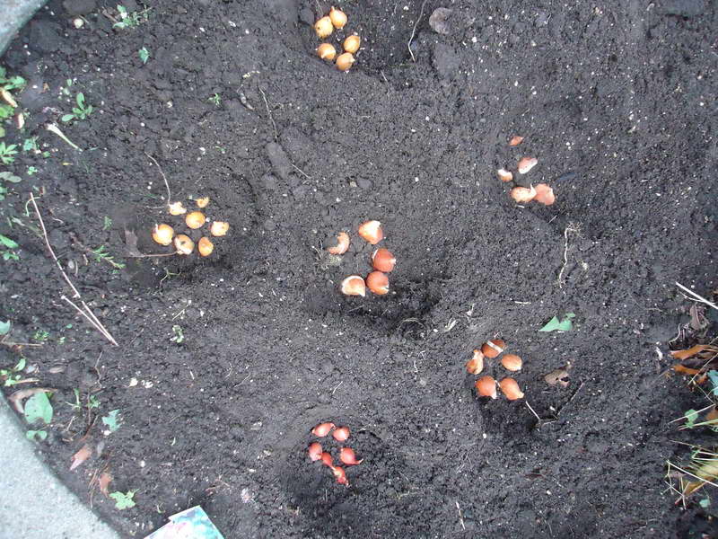 Тюльпаны - посадка и уход в открытом грунте осенью (когда сажать, советы)