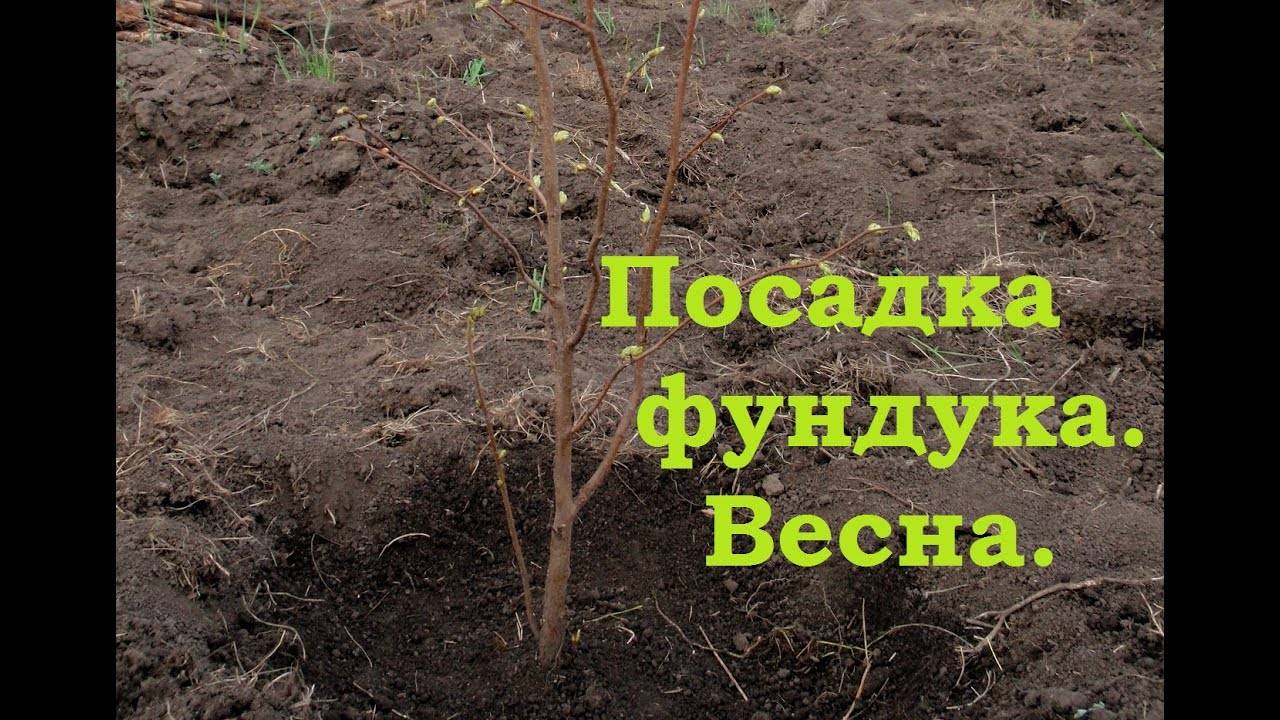 Посадка саженцев фундука. Фундук саженцы. Фундук рассада. Как сажать фундук саженцы весной. Фундук посадка.