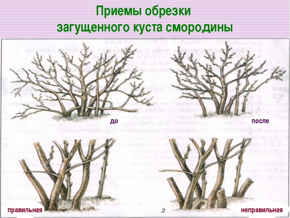 Схема обрезки смородины