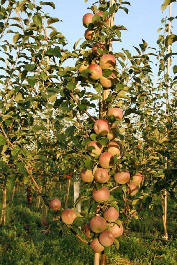 Колоновидные яблони или карликовые что лучше - дневник садовода semena-zdes.ru