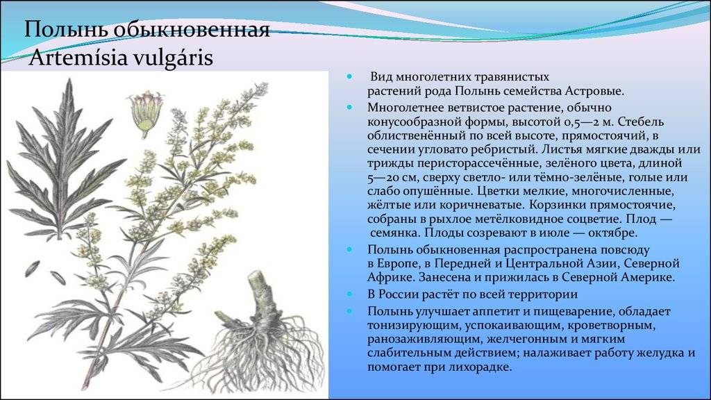 Чернобыльник (полынь обыкновенная): применение травы, полезные, лечебные свойства, противопоказания, где растет