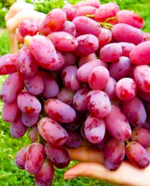 Ризамат устойчивый – сорт винограда – виноград
