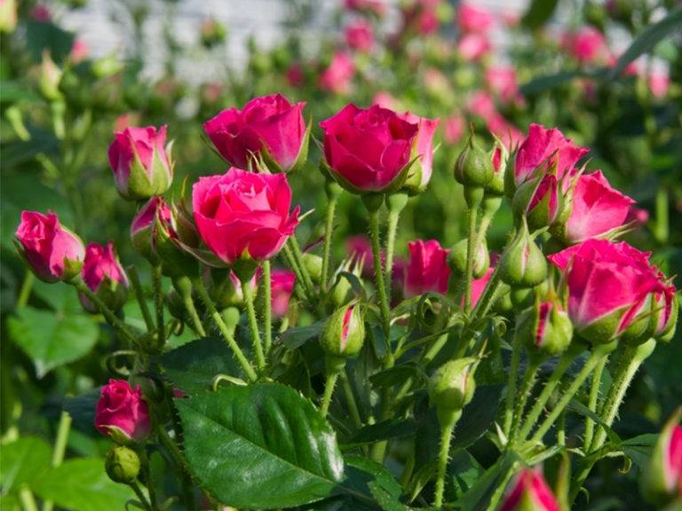 Роза спрей – использование в ландшафтном дизайне, особенности выращивания в домашних условиях