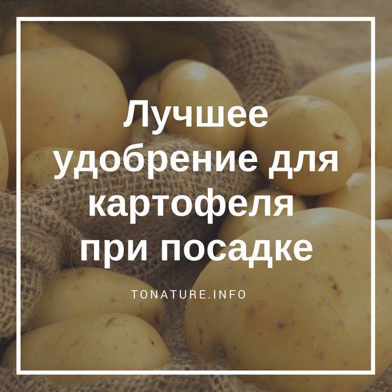 Самое лучшее удобрение для картофеля при посадке в лунку весной