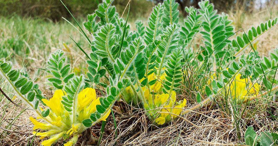 Астрагал шерстистоцветковый: применение травы | food and health