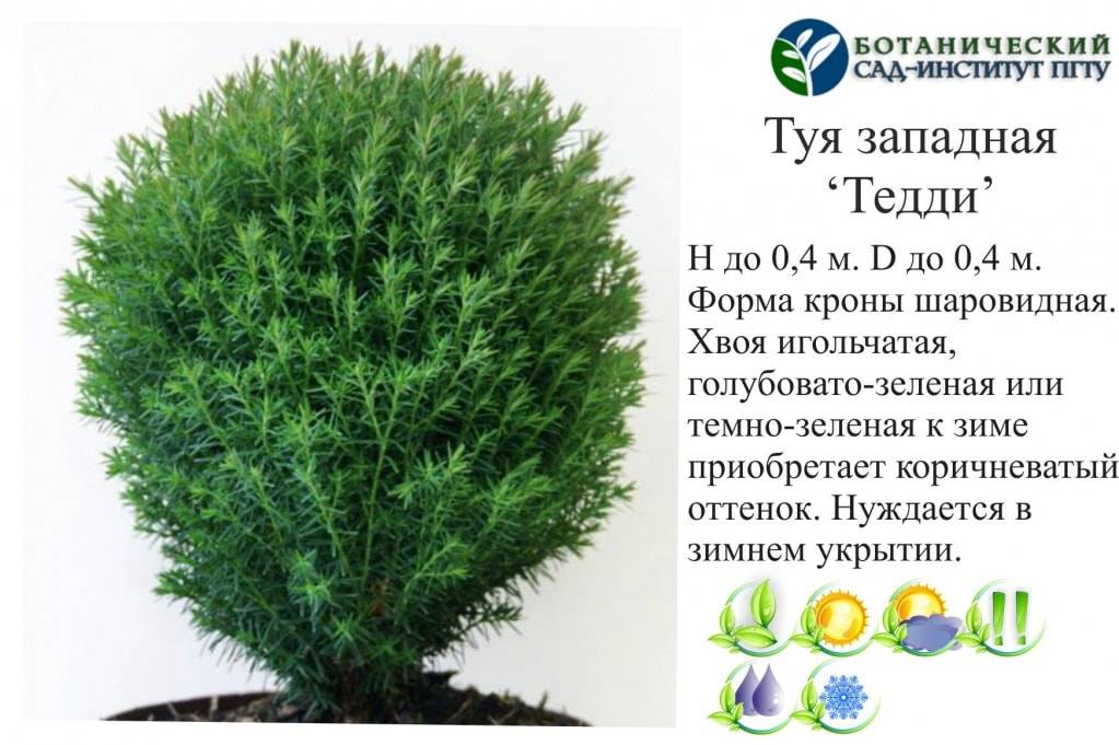 Туя шаровидная: посадка и уход в саду