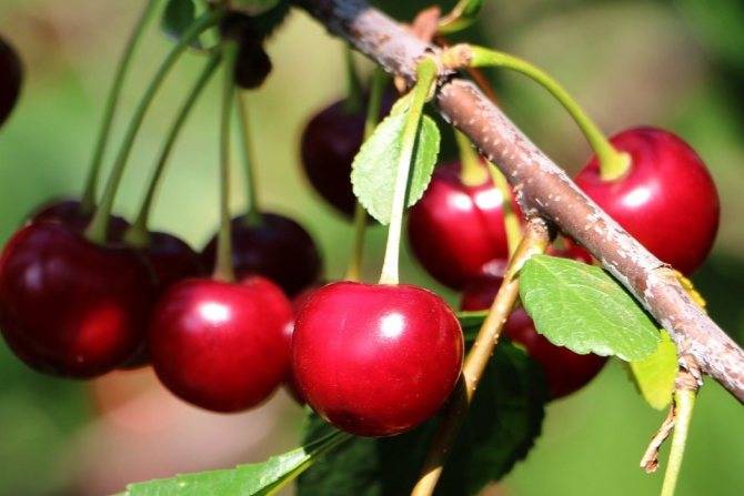 Характеристика и достоинства сорта вишни подбельская