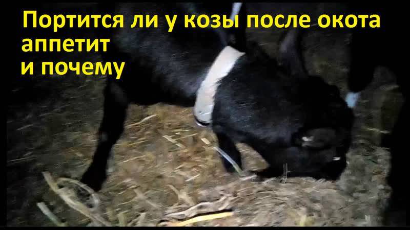 Коза после окота дает мало молока: что делать, как увеличить надои