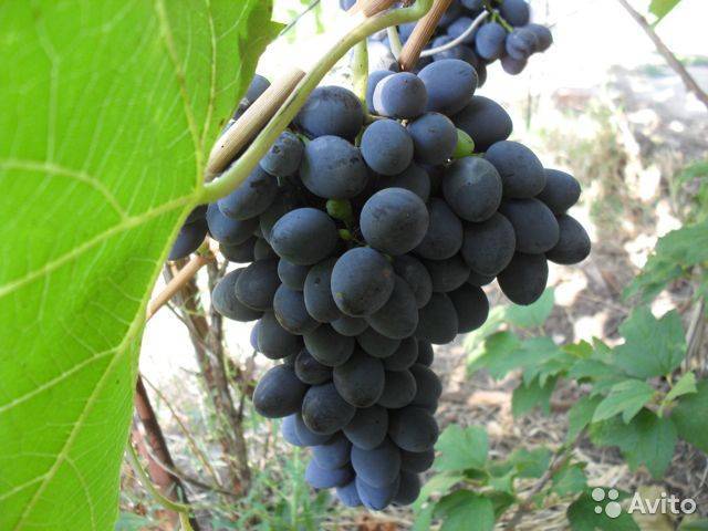 Виноград изабелла: описание сорта с характеристикой, особенности посадки и выращивания, фото, отзывы