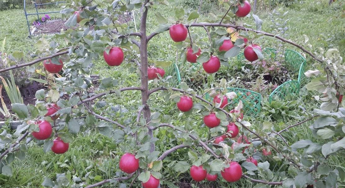 Сорт яблок вельяминовское фото и описание сорта