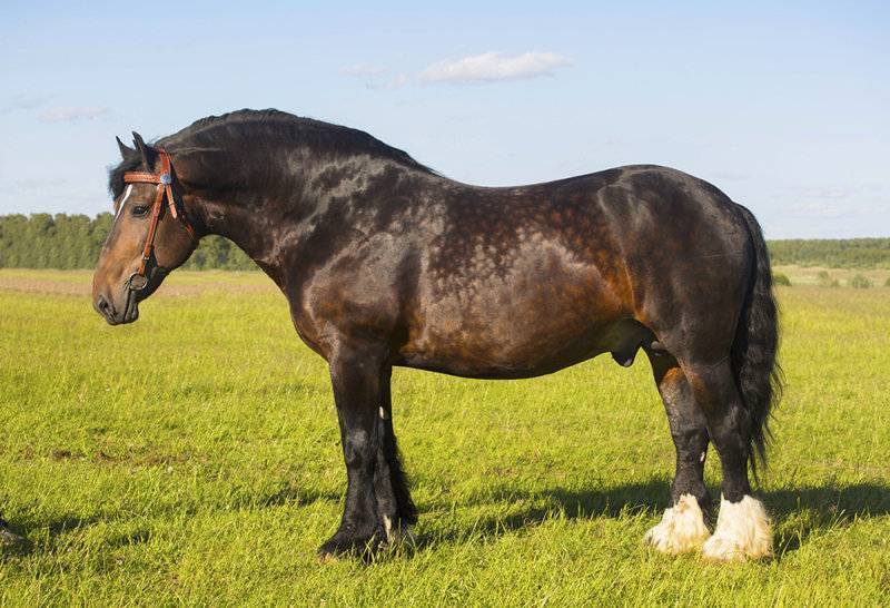 Владимирский тяжеловоз - описание породы, содержание и уход за лошадьми