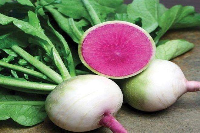 Редька: лечебные свойства и калорийность | food and health